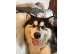 Adopt Louie a Black - with White Alaskan Malamute / Mixed dog in Womelsdorf