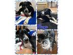 Adopt Pongo a Mixed Breed (Medium) / Mixed dog in Williamsville, NY (41551131)