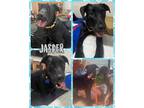 Adopt Jasper a Mixed Breed (Medium) / Mixed dog in Williamsville, NY (41530794)