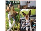Adopt Dixie a Mixed Breed (Medium) / Mixed dog in Williamsville, NY (41484850)