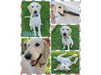 Adopt Shaggy a Mixed Breed (Medium) / Mixed dog in Williamsville, NY (41530792)