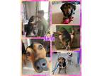 Adopt Nella a Mixed Breed (Medium) / Mixed dog in Williamsville, NY (41551130)
