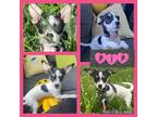 Adopt Pip a Mixed Breed (Medium) / Mixed dog in Williamsville, NY (41530789)