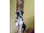 Adopt Astro a Husky / Blue Heeler dog in La Crosse, WI (41551079)
