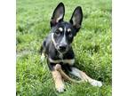 Adopt Leo a Husky / Blue Heeler dog in La Crosse, WI (41551078)