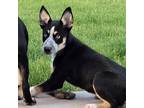 Adopt Ariel a Husky / Blue Heeler dog in La Crosse, WI (41551077)