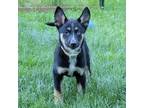 Adopt Luna a Husky / Blue Heeler dog in La Crosse, WI (41551074)