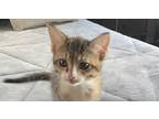 Adopt Priscilla a Spotted Tabby/Leopard Spotted Domestic Shorthair / Mixed cat