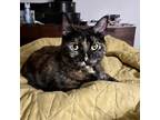 Adopt Lulu a Domestic Shorthair / Mixed (short coat) cat in Calimesa