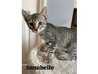 Adopt Annabelle a Black (Mostly) Domestic Shorthair / Mixed (short coat) cat in