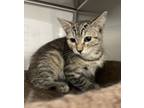 Adopt Monster a Brown Tabby Domestic Shorthair / Mixed (short coat) cat in