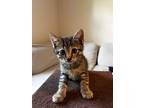 Adopt Bialy a Brown Tabby Domestic Shorthair / Mixed (short coat) cat in