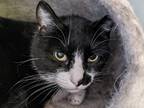 Adopt Draino a Black & White or Tuxedo Domestic Shorthair cat in Papillion