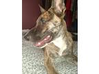 Adopt Rocksy a Brindle German Shepherd Dog / American Pit Bull Terrier / Mixed