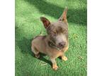 Adopt Gunda a Brown/Chocolate Mixed Breed (Medium) dog in Papillion