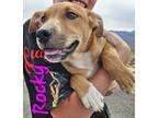 Adopt Rocky a Brown/Chocolate - with White Labrador Retriever / Pit Bull Terrier