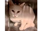 Adopt Azule a White Domestic Shorthair / Mixed cat in Whitestone, NY (41530819)