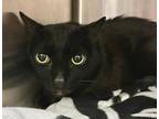 Adopt Jacob a All Black Domestic Shorthair / Mixed cat in Whitestone
