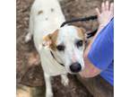 Adopt Oleta a Mixed Breed (Medium) dog in Whitestone, NY (41551153)