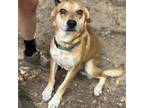 Adopt Ferris a Mixed Breed (Medium) dog in Whitestone, NY (41551152)