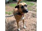 Adopt Chullie a Mixed Breed (Medium) dog in Whitestone, NY (41484932)