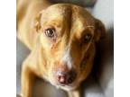 Adopt Tuzza a Mixed Breed (Medium) dog in Whitestone, NY (41484929)