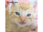 Adopt CHLOE Litter: Link a Domestic Shorthair / Mixed cat in Council Bluffs