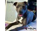 Adopt Gerdy (Courtesy Post) a Gray/Silver/Salt & Pepper - with White American