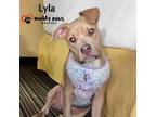 Adopt Lyla (Courtesy Post) a Tan/Yellow/Fawn Pit Bull Terrier / Mixed dog in