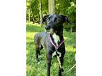 Adopt Jo a Black - with White Mixed Breed (Medium) dog in Grand Rapids