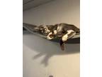 Adopt Archie a Domestic Shorthair (short coat) cat in Grand Rapids