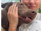 Adopt MOKAH (Mid-East) yo a Brown/Chocolate Corgi / Labrador Retriever dog in