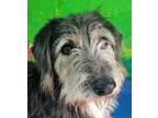 Adopt Elmo - Vanc. Isl. - NS a Black Jack Russell Terrier dog in Langley