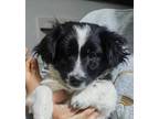 Adopt Blake (Local) a White - with Black Papillon / Border Collie dog in