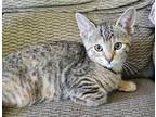 Adopt Astra a Brown Tabby Domestic Shorthair / Mixed (short coat) cat in