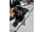 Adopt Tres (Princess's Litter) a Black Labrador Retriever dog in Brewster