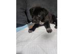 Adopt Uno (Princess's Litter) a Black - with White Labrador Retriever dog in