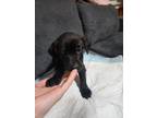 Adopt Seis (Princess's Litter) a Black Labrador Retriever dog in Brewster