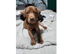 Adopt Ocho (Princess's Litter) a Brown/Chocolate Labrador Retriever dog in