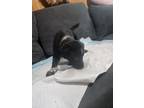 Adopt Cuatro (Princess's Litter) a Black - with White Labrador Retriever dog in