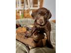 Adopt Dos (Princess's Litter) a Brown/Chocolate Labrador Retriever dog in