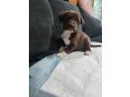 Adopt Cinco (Princess's Litter) a Brown/Chocolate Labrador Retriever dog in
