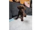 Adopt Nueve (Princess's Litter) a Brown/Chocolate Labrador Retriever dog in