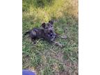 Adopt Space Litter (Ymir) - Located in Florida a Brindle Dutch Shepherd / Mixed