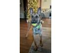 Adopt Vann - located in Alabama a Brown/Chocolate - with Black Belgian Malinois