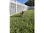 Adopt Space Litter (Atlas) - Located in Florida a Tan/Yellow/Fawn - with Black