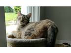 Adopt Cargo Hold a Domestic Shorthair (short coat) cat in Warren, CT (41551096)