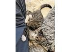 Adopt Cabernet Sauvignon a Domestic Shorthair (short coat) cat in Warren