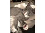 Adopt Teller a Gray or Blue Domestic Shorthair / Mixed cat in Warren