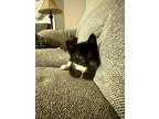 Adopt Houdini a Black & White or Tuxedo Domestic Shorthair / Mixed cat in